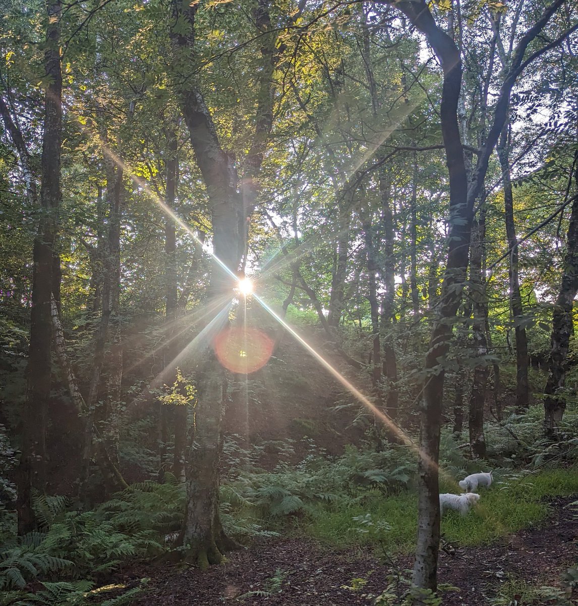 Joanne Mohammed BEM RN 💙 tweet media