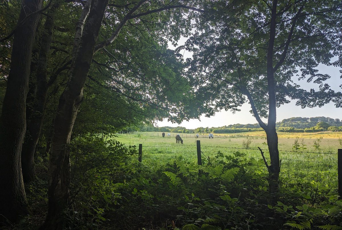 Joanne Mohammed BEM RN 💙 tweet media