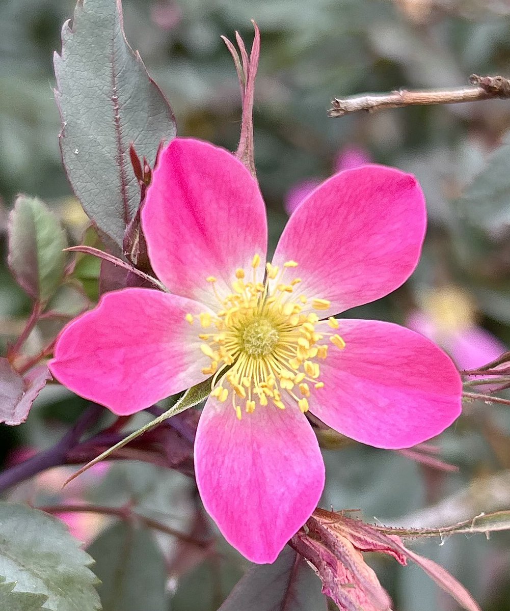 Just how clever is nature! The pink of this dog rose combines beautifully with its grey/ green leaves 🩷🩶