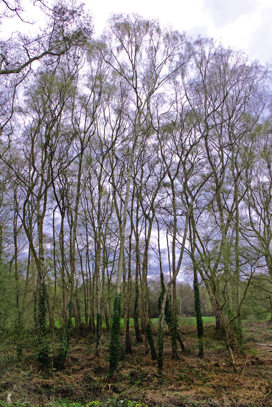 Trees #74
#nature #forest #woodland #silverbirch #hampsteadheath #walking #photography
#landscapephotograph