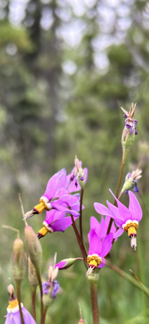 FORCORP's tweet photo. Who can name these wildflower species spotted today in Canmore? https://t.co/pdJ69rEZrh