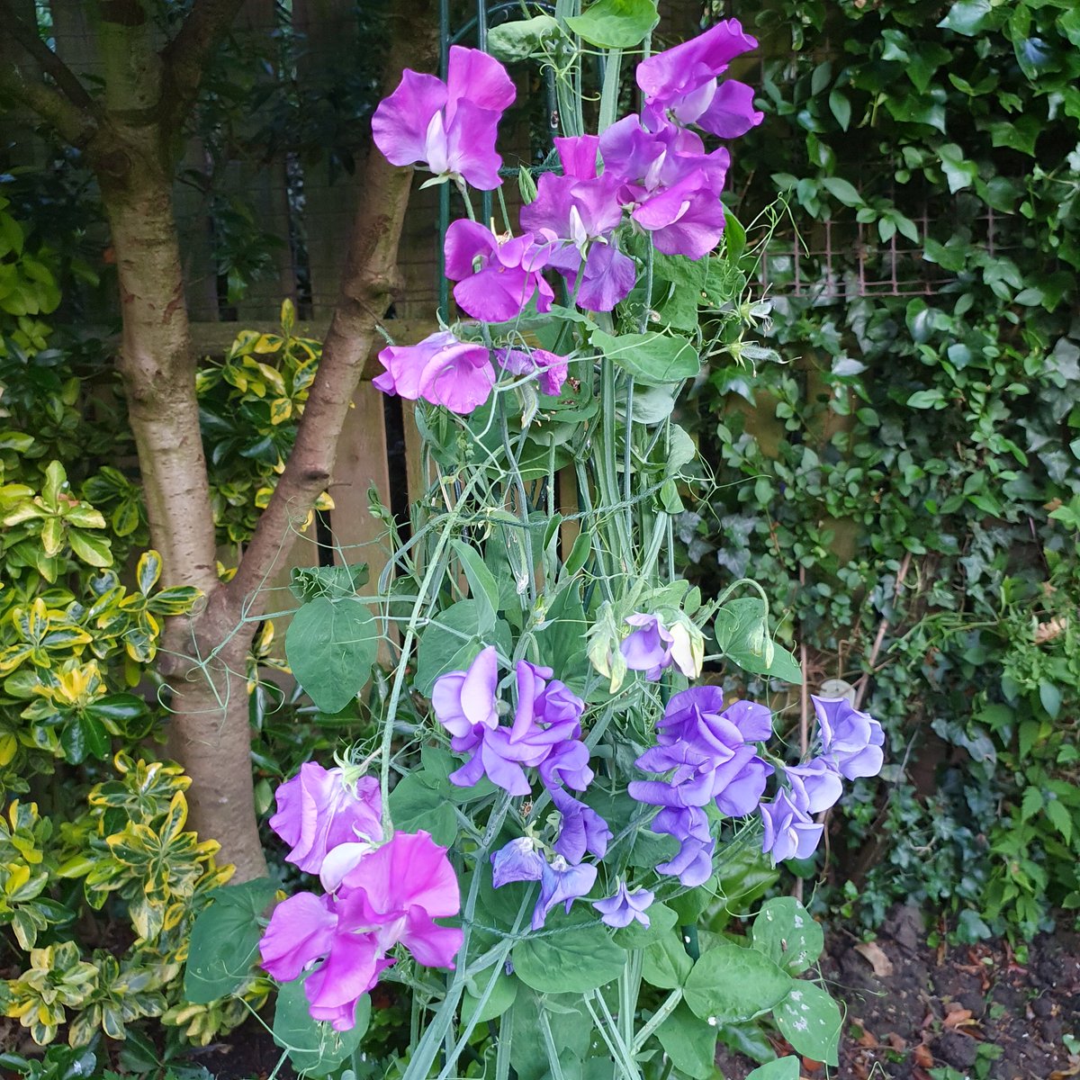 Sweat peas are looking a treat and smelling amazing #sweetpeas #GardeningTwitter