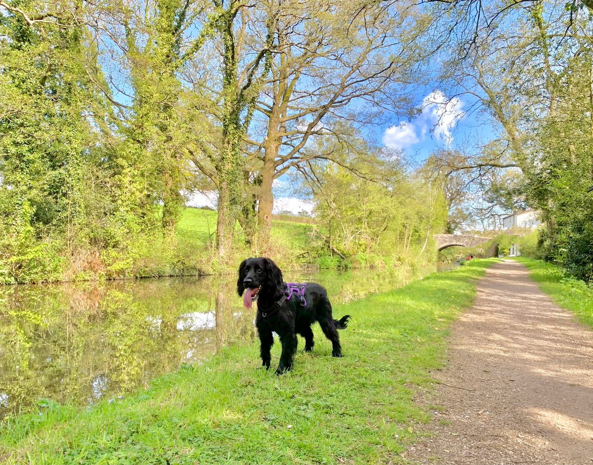 Our gorgeous girl! 🩷🐶🩷 @StormHour @ThePhotoHour @WeLoveDogsUSA #dogsoftwitter @dogandpuplovers #cockerspaniel