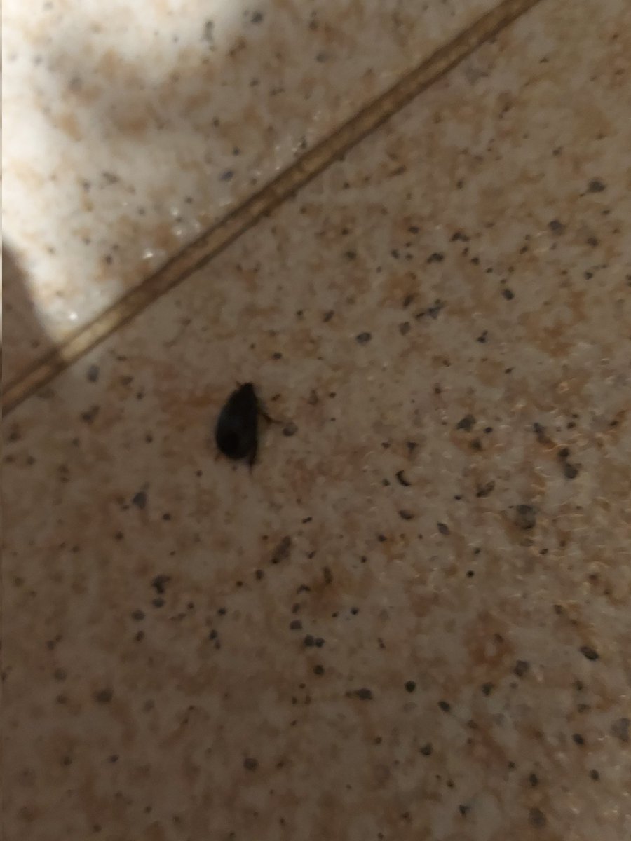 Desde ayer por las noches han aparecido estos escarabajillos por todo mi salón.
Ha alguien más le está pasando?????