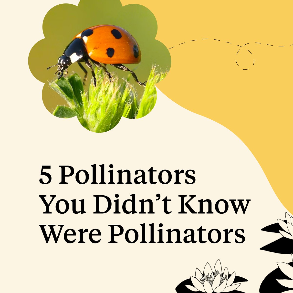 #PollinatorWeek starts now! To kick things off, we're doing what we do best: shifting the perspective and celebrating our ecosystem at-large. Check out our list of pollinators, not including the honey bee, that you might not know are pollinators! bit.ly/36lqdVs
