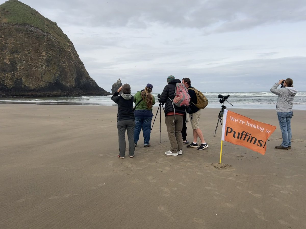 WeGoBirding's tweet image. We had a pleasant morning on the beach with some great Tufted Puffin sightings! #HaystackRock