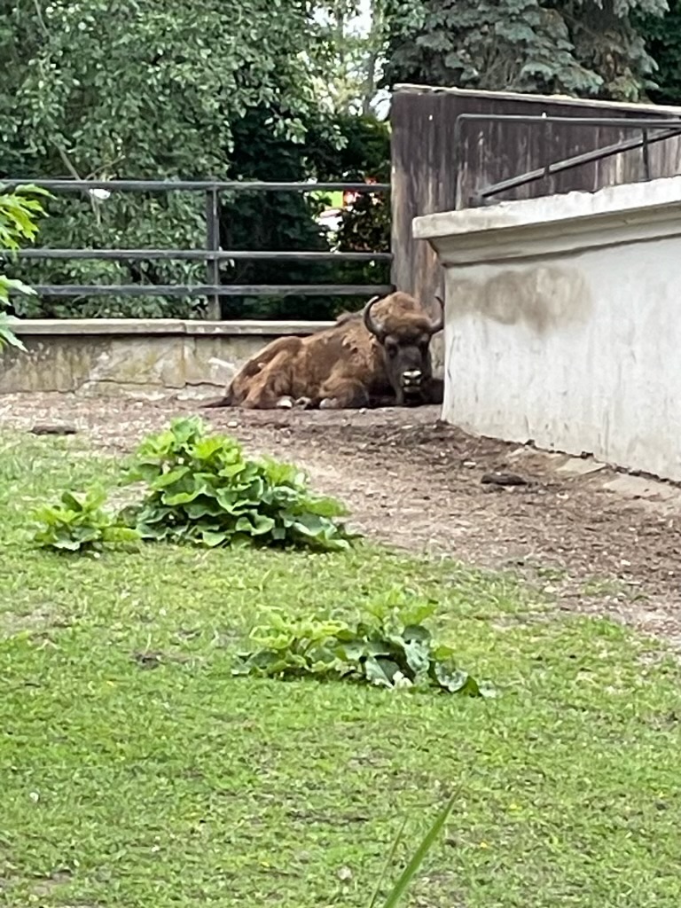 Beachwood Middle School English language arts teachers Carrie Shapiro and Kate Vitek are touring Poland with Classrooms Without Borders to learn about the history of the Holocaust. Stops included the Warsaw Zoo, POLIN Museum, Gesia Cemetery and Nozyk Synagogue. #BisonStrong