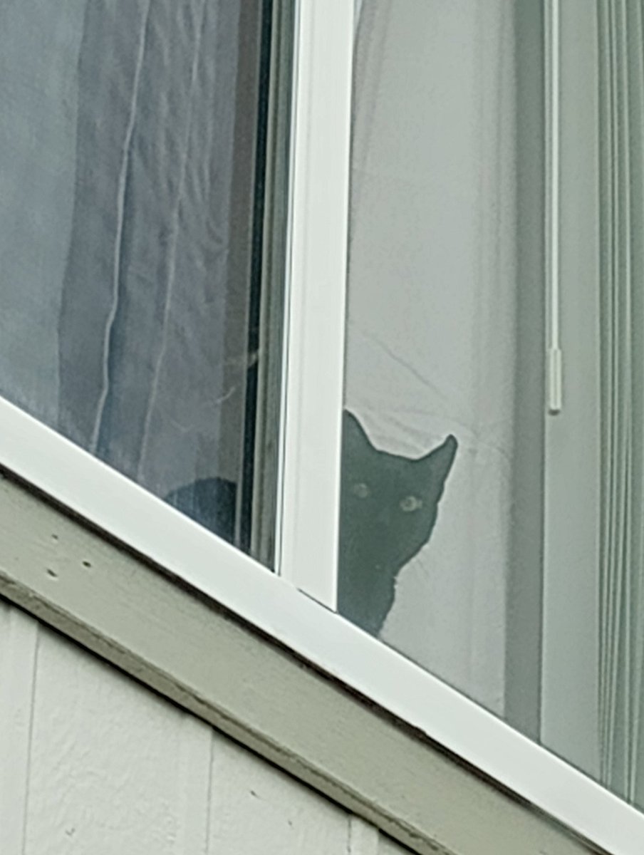 sevonlemon's tweet photo. This is my #1 fan who also likes to stare at me through the window when I leave https://t.co/GmpzA6cZ6N