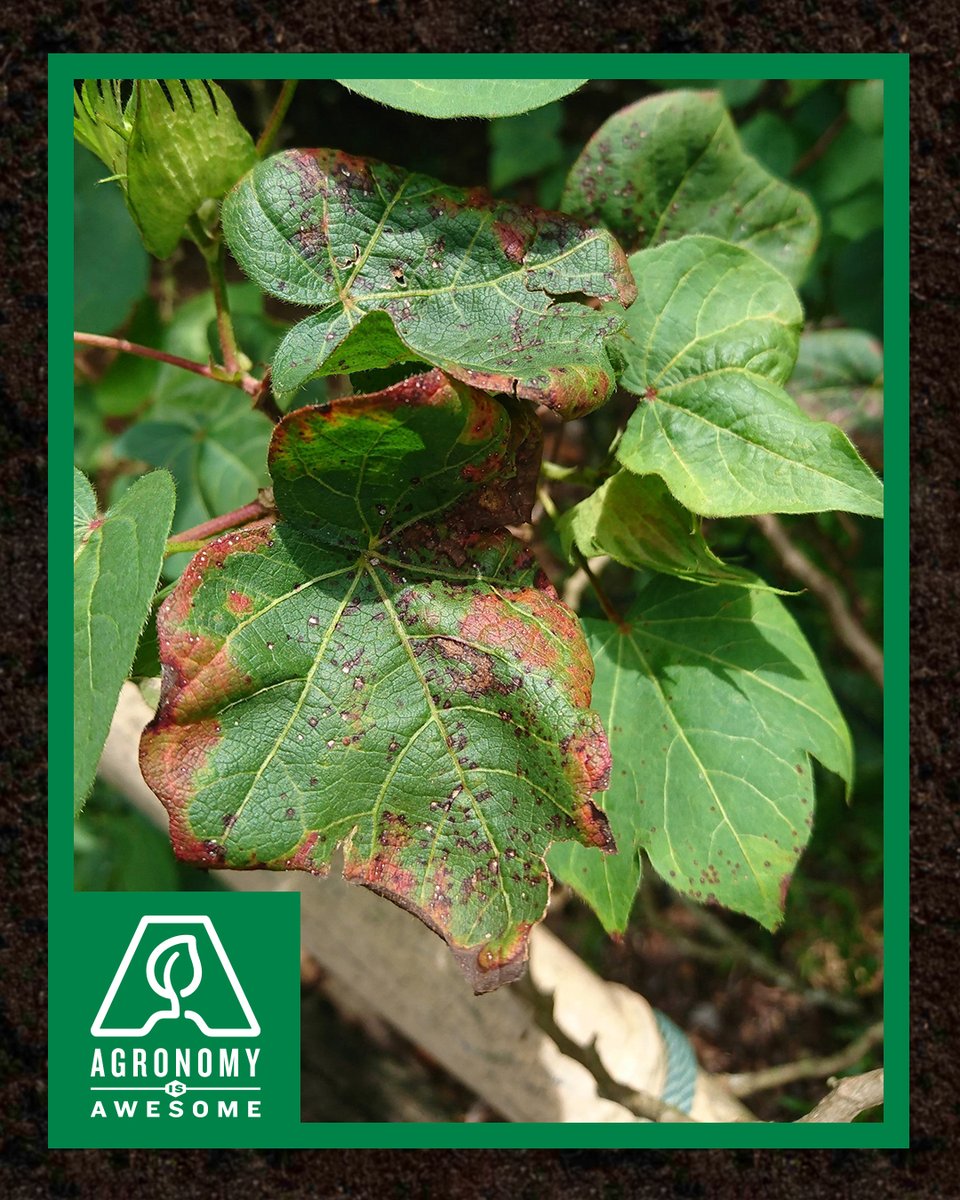 DELTAPINE's tweet photo. How would you keep detailed information of the top 20 cotton diseases all in your head? With images and management practices, too? You could probably do it, but it’s easier to just look at this  #AgronomyIsAwesome article. 

👉 https://t.co/lj551AcFYC

#Agronomy #Grow23 https://t.co/lzeQqST1jV