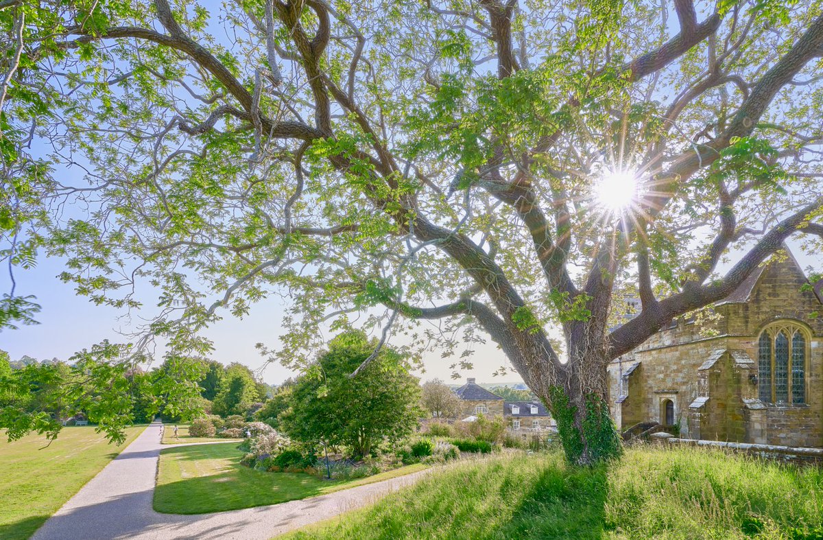MatthewJThomas_'s tweet photo. A big 'thank you' to @AshburnhamPlace for giving permission for me to photograph this magnificent Black Walnut. At 4m girth it must be about 300 years old. It's the biggest of its kind in Sussex and in the top 20 in the UK! @AncientTreesATF @WoodlandTrust https://t.co/Onz0fkS4v4
