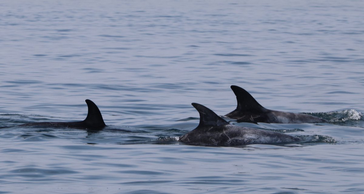 Simon Pinder tweet media