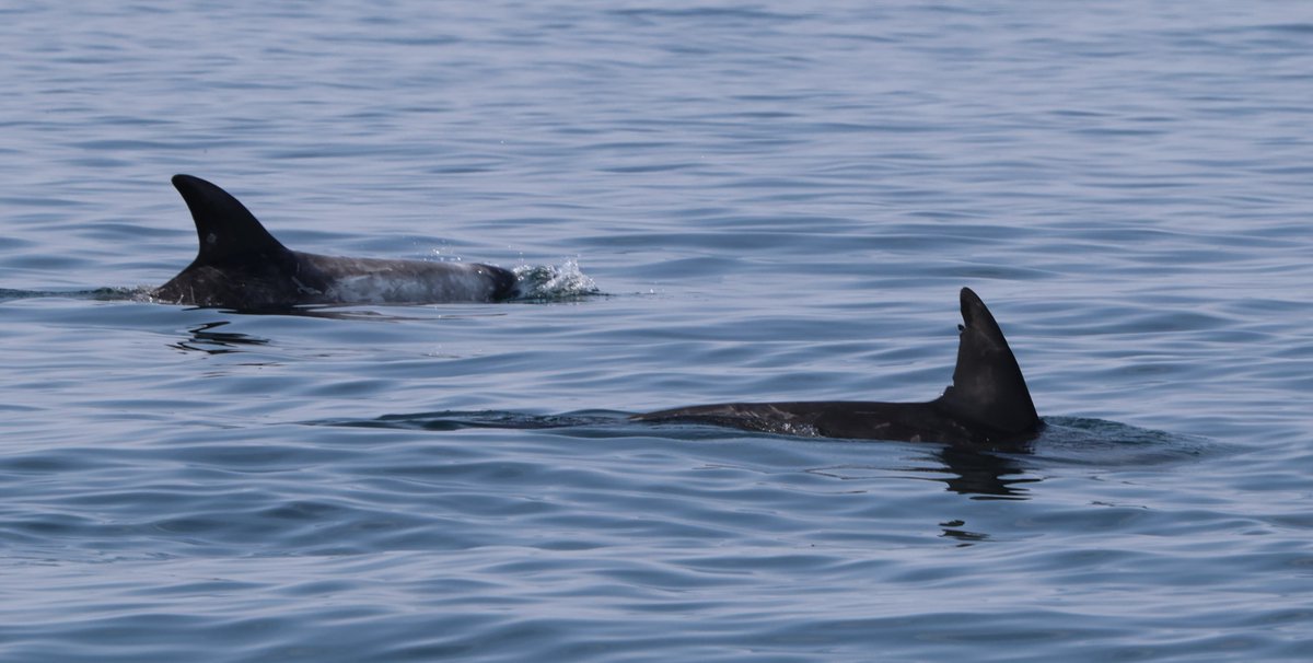 Simon Pinder tweet media