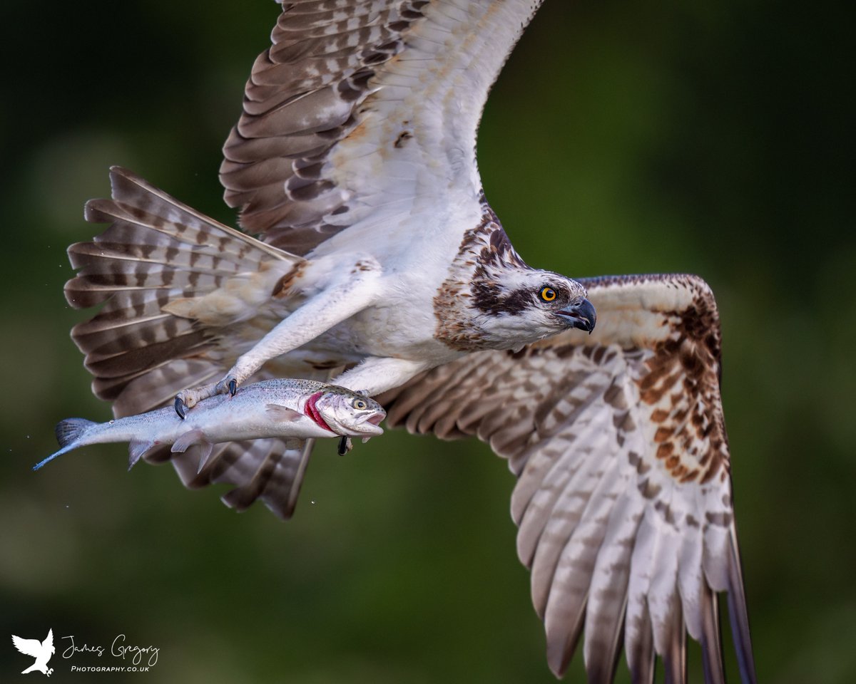#Osprey fly past in Aviemore Scotland

#BirdsSeenIn2023
#ScottishWildlife
#TwitterNatureCommunity
@Natures_Voice