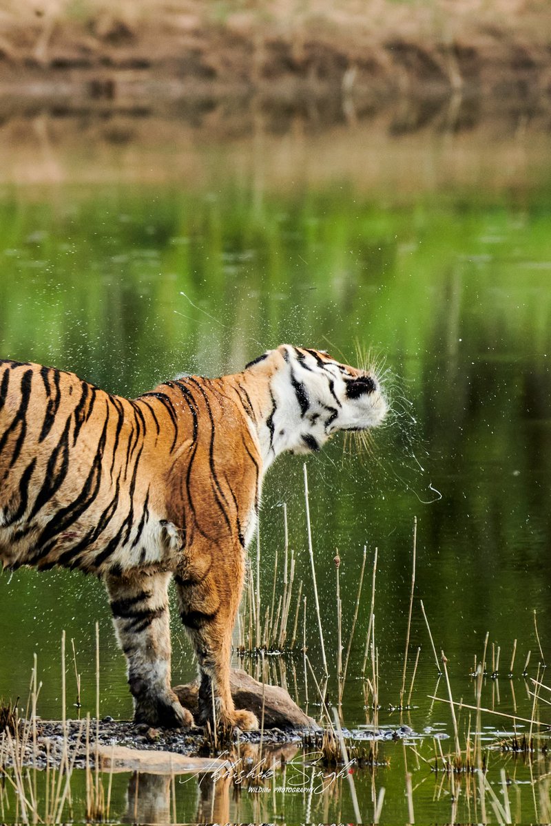 SPLASHHHHHH.....

Tiger is ready to walk....

#cnw #natgeo #nikon #nikongears #nikonindia #discovery #animalplanet #india #summer #tigers #cool #hot #instagram #tadoba #tatr #habitat #bbcearth #wildlife #nature #wildlifephotography #naturephotography #birds #photography