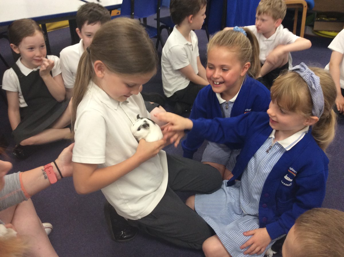 NectonY2's tweet image. Maple class have been learning about life-cycles and how some animals look like their parents at birth and others look completely different. These super-cute, tiny, baby guinea pig visitors look just like miniature versions of their mum!😍 @NectonPrimary