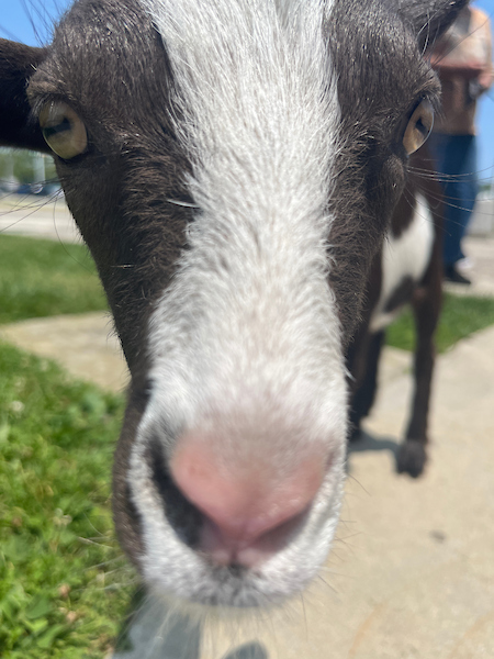 CMLFerry's tweet photo. Meeting Holly, the goat, had to be one of my "greatest of all time" moments here at the ferry. How about you guys? What have been your "greatest of all time" moments at the ferry? Please share your memories with us! We want to see it! #goat #greatestofalltime #ferryfan https://t.co/bZRMfF7bnE