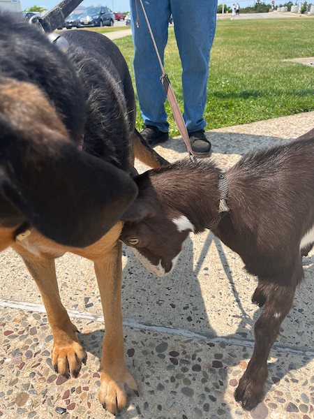 CMLFerry's tweet photo. Meeting Holly, the goat, had to be one of my "greatest of all time" moments here at the ferry. How about you guys? What have been your "greatest of all time" moments at the ferry? Please share your memories with us! We want to see it! #goat #greatestofalltime #ferryfan https://t.co/bZRMfF7bnE