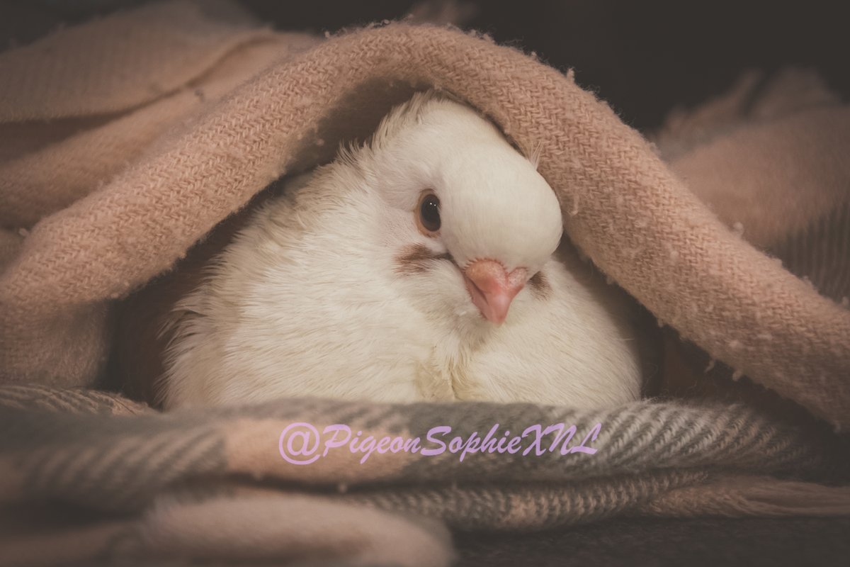 There's a VERY big thunderstorm⛈️going on here😱

But this time.... this time I don't care, because I'm safely inside and have 'hidden' cutely🥰 in a blanket I've confiscated 😝🕊️🪶

#PetPigeon #Pigoen #CutePigeon #Cute #Cutebird #RescuePigeon #AdoptDontShop