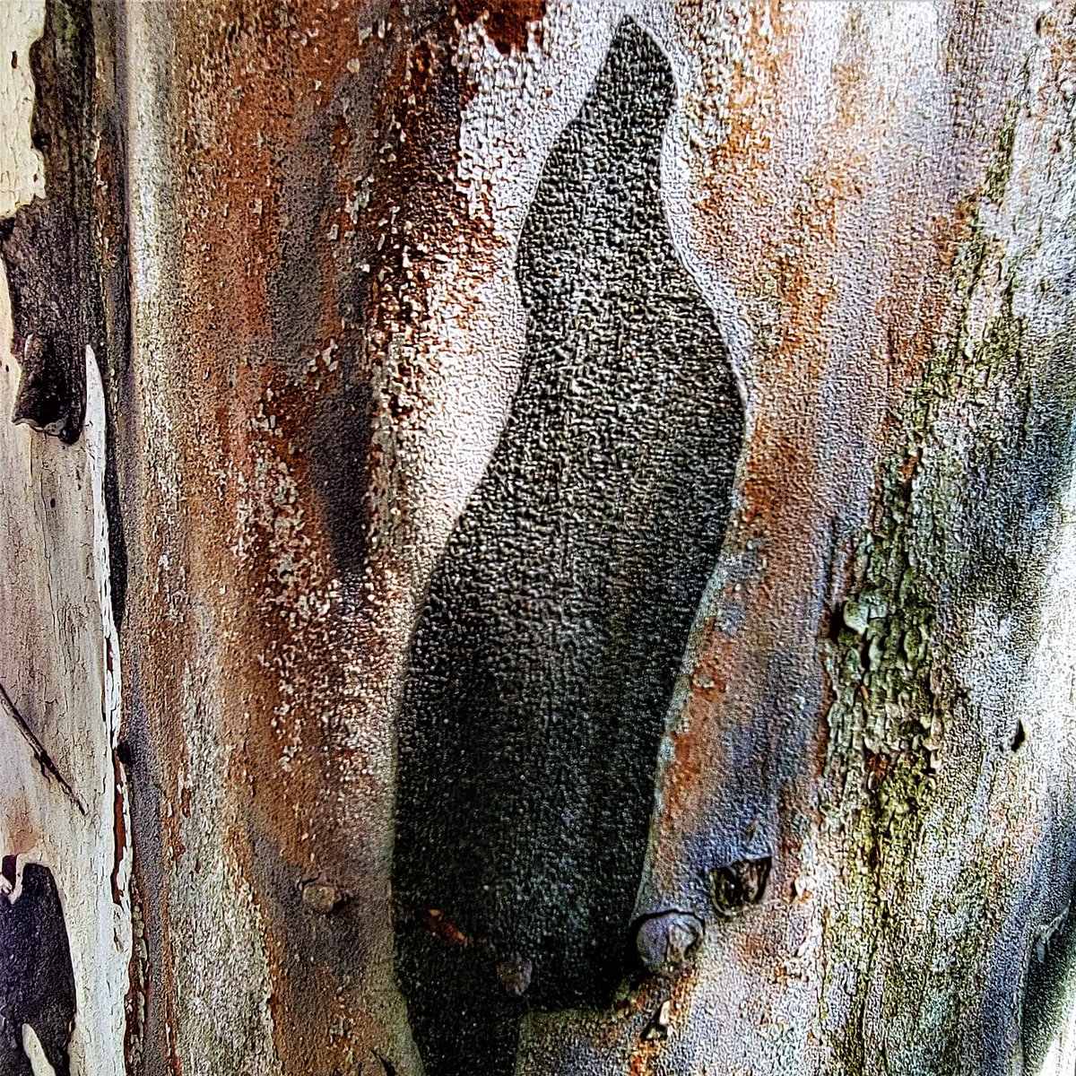 sicavalcanti70's tweet photo. How to take a little of our Brazilian flora to the digital world? Simple: NFTs and it was with that in mind that I created the ART OF NATURE IN WORKS OF ART collection. Here in Brazil, our flora is incredible, and I want to share it with #communitytezos, in the form of NFT. https://t.co/s8j8zP79tH