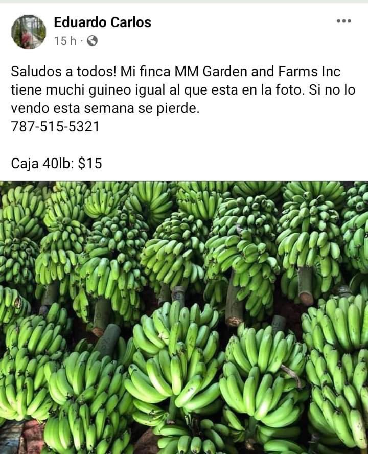 Joven agricultor hace llamado para que lo patrocinen. Asegura tiene guineos a montón para la venta
