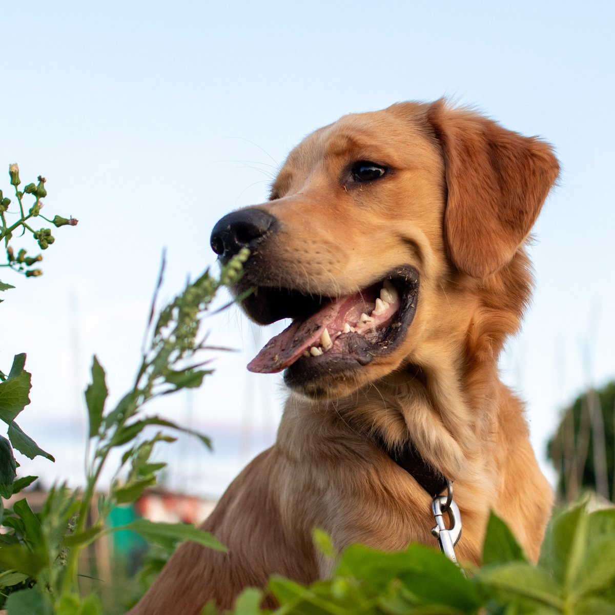 Finlay is 7 months old today, here he is helping out at the allotments #goldenretriever #puppyphotos #petphotography #outdoorphotography #dogsoftwitter #goldenpuppy #allotments #gardening #planting #growing