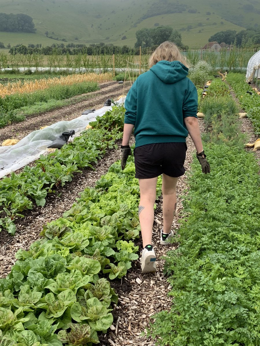 KSS Probation tweet media