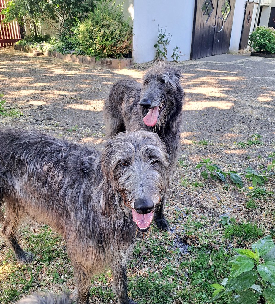 TullytheD's tweet photo. Happy #tongueouttuesdays everyone 💞🐾😛
Hope you're having a grand old time 🤗

#scottishdeerhound 
#DogsofTwitter
#Tullytuesday https://t.co/R34atTm8tS
