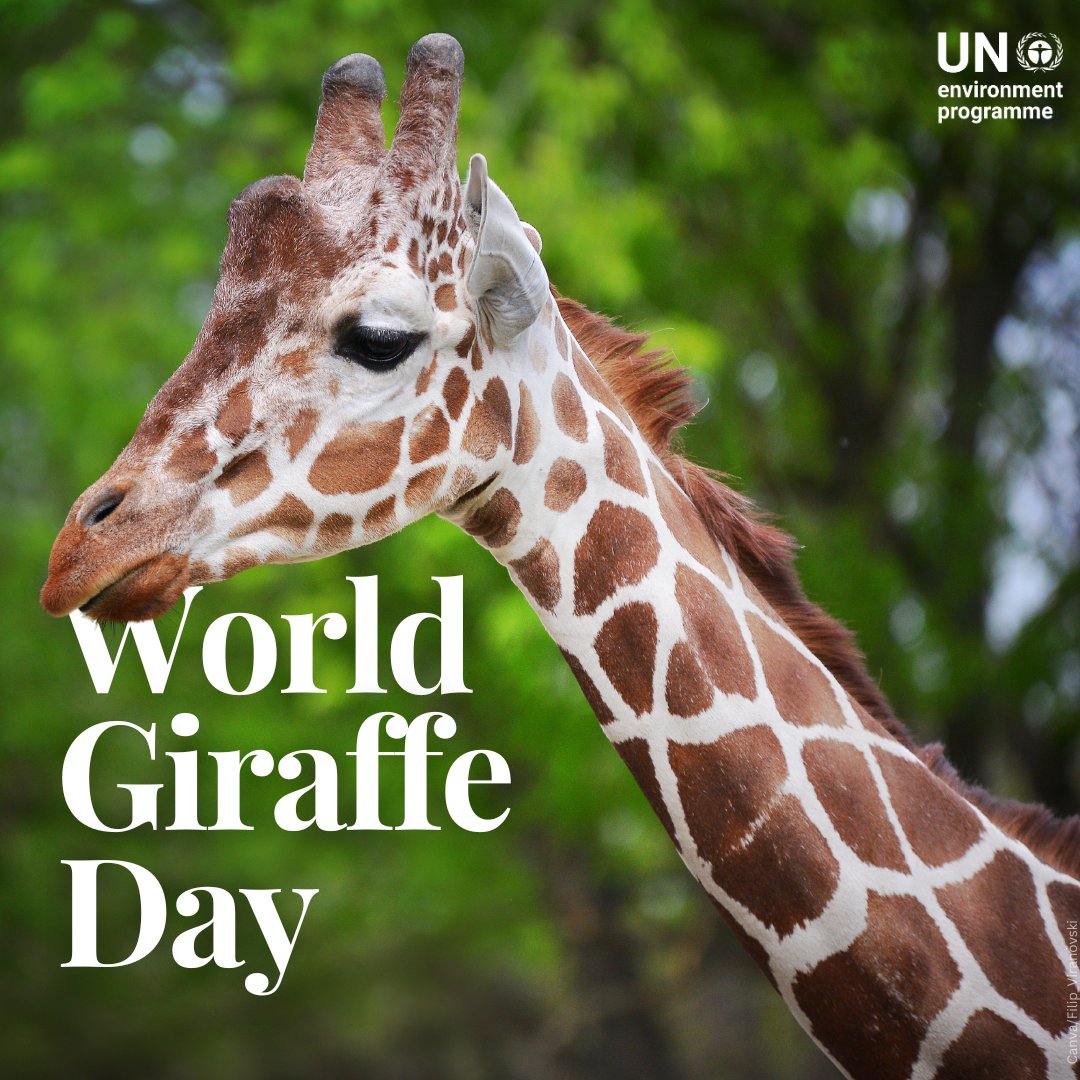 Giraffes are vital to keeping ecosystems in balance. By consuming hard-to-reach foliage, they create open areas for other animals to find food.

Sadly, their populations are rapidly declining due to habitat loss and poaching.

Join us in raising awareness this #WorldGiraffeDay.