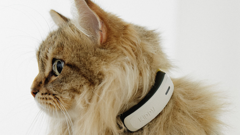 Mac4ever's tweet photo. Le collier GPS Kippy spécial chats est dispo en France
https://t.co/1yerKo725u
 #Mac4Ever #KippyCat https://t.co/irXn5iqxkK