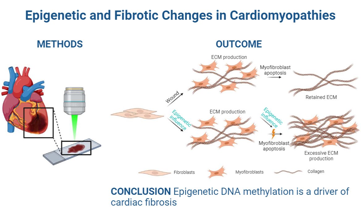 APSPublications's tweet image. New in @AJPCellPhys: Becker et al. used marker-independent #RamanMicrospectroscopy  (RMS) to explore the underlying molecular &amp;amp; cellular mechanisms of #cardiomyopathies.

ow.ly/gE0P50OSxy0

@dgsomucla @UCLAHealth @uni_tue #extracellularmatrix #collagen #ArticlesinPress