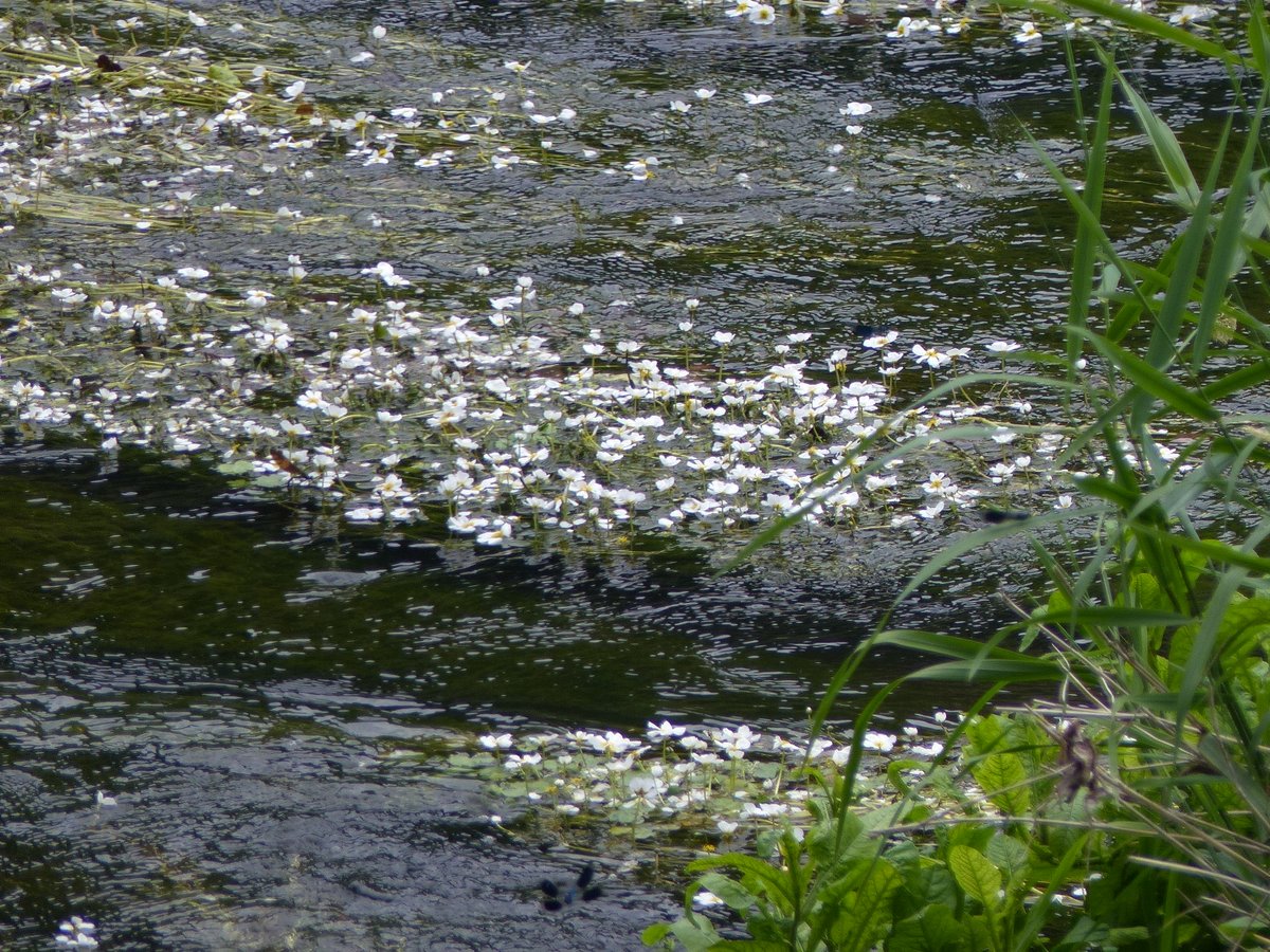 ARichter_moNKA's tweet photo. Einige Eindrücke während und nach der #Brutvogelkartierung an der #Zschopau: das Weibchen des #Gänseseger #Mergus merganser mit ihrer Brut, der Wasserhahnenfuß #Ranunculus aquatilis voll in Blüte und ein #Eisvogel #Alcedo attis. #NaturePhotography #birding #flora https://t.co/exnzslavtf