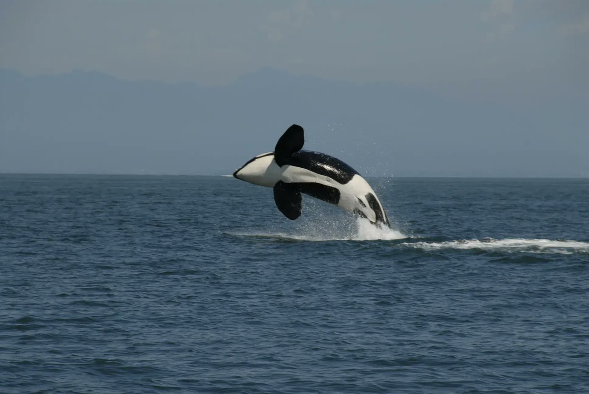 June is #OrcaActionMonth We would love to hear about the first Killer Whale you saw in the wild! Tell us about it in the comments.
#WhaleTales #LastingLegacies