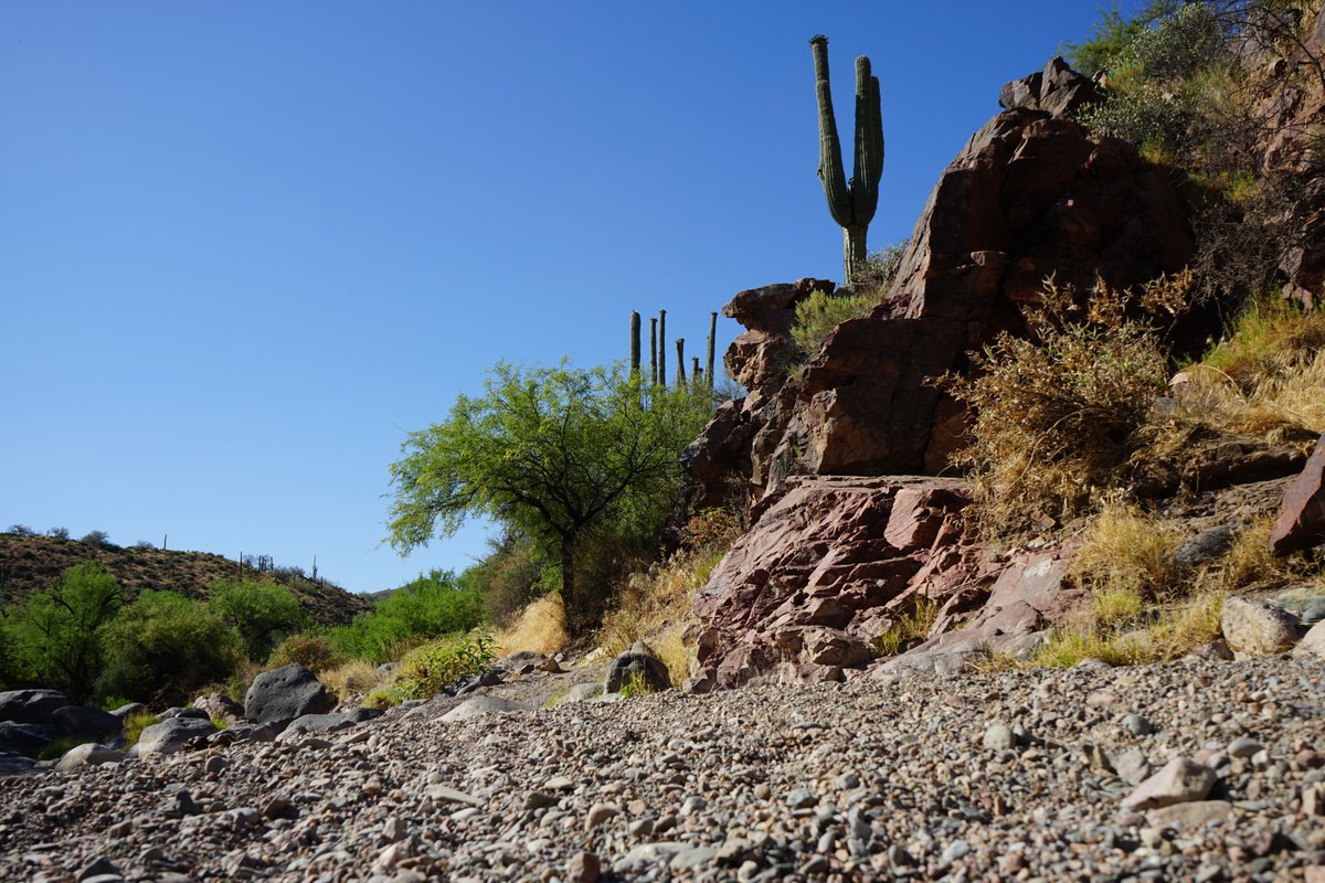 It's been a gorgeous spring in the desert. Still a few #cactusflowers & lots of green! 💚🌵💚 #SpurCrossRanch #CaveCreekAZ #ArizonaTrails #SaguaroCactus #ocotillos