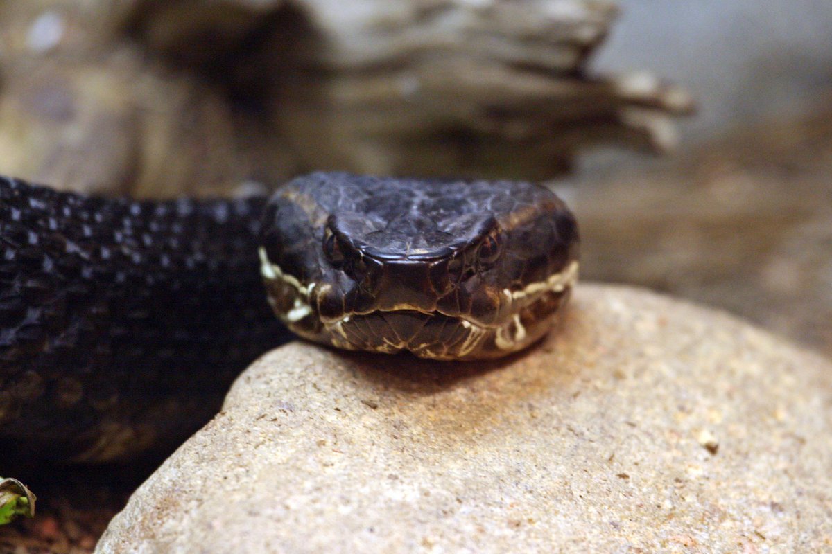 GayTravelersMagazine on Twitter "RT IndianapolisZoo Reptiles