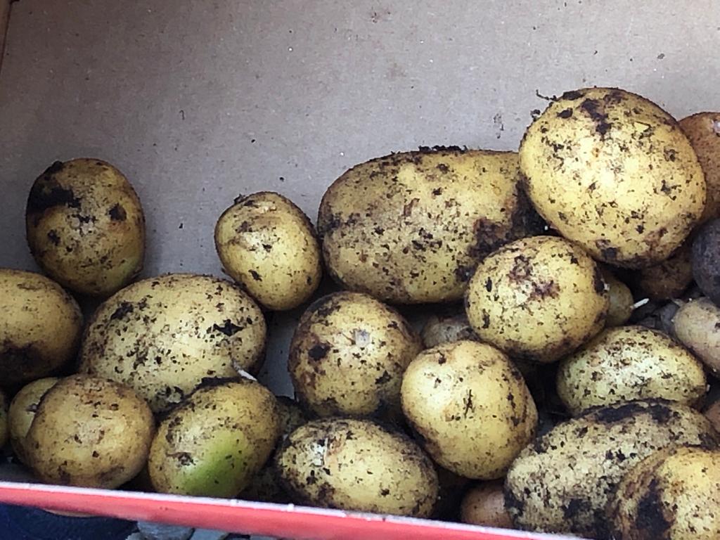 Enjoying fruits of their labour in Ms Rooney's Senior Infants today,harvesting the potatoes. #biodiversity #natureheroes <a href="/BioInSchools/">Biodiversity in Schools</a>
