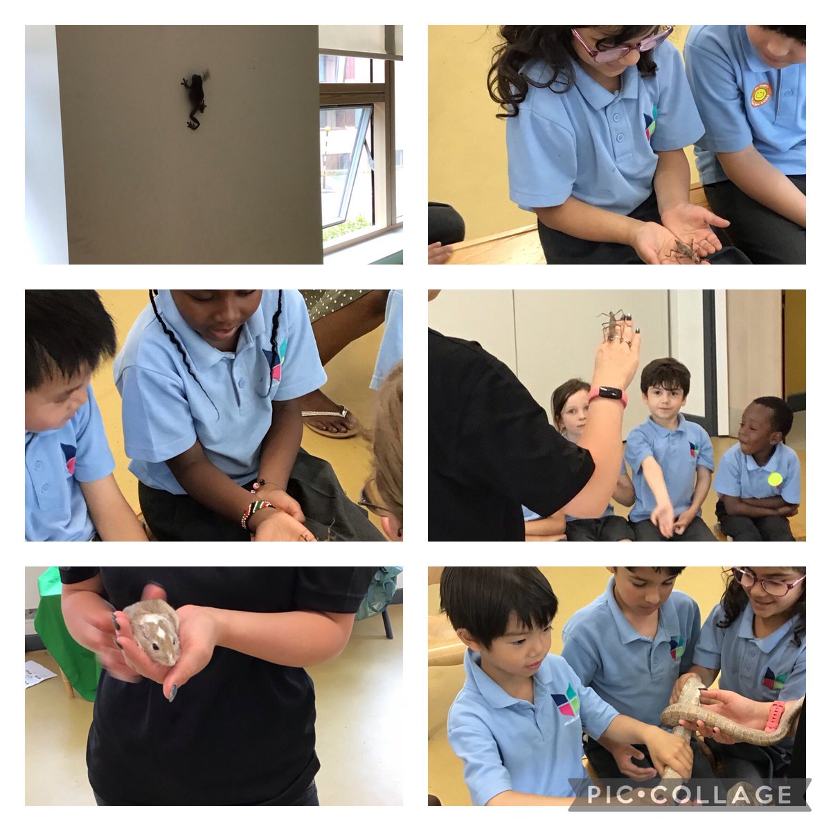 MBPSYear1's tweet image. We had some very exciting visitors at school today! We have been classifying animals in science and we were really excited to show off what we know. 
@MBPSHead @LDBSLAT 
#MBPSScience