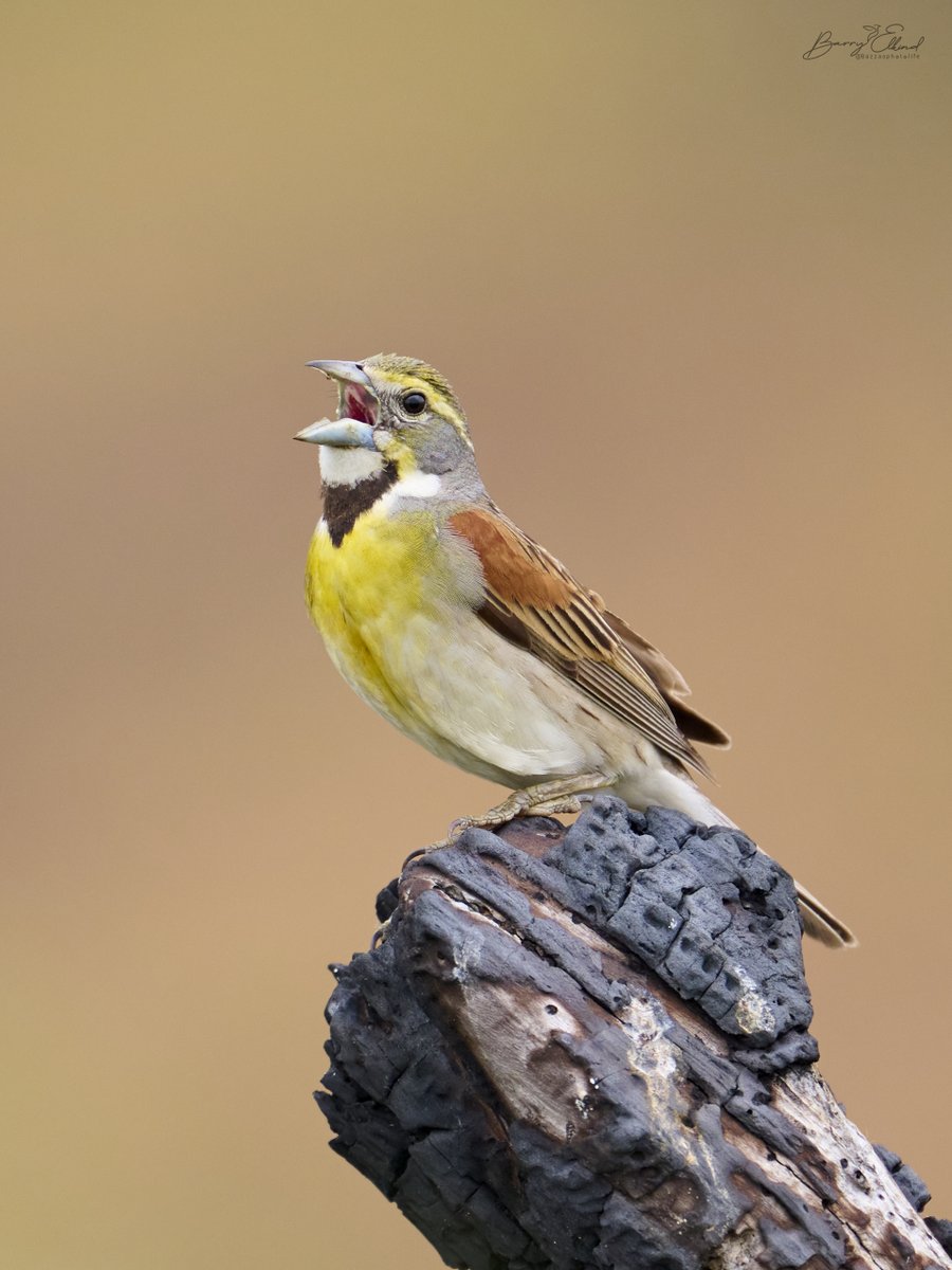 BazzasPhotoLife's tweet photo. 𝐃𝐢𝐜𝐤𝐜𝐢𝐬𝐬𝐞𝐥 (𝘚𝘱𝘪𝘻𝘢 𝘢𝘮𝘦𝘳𝘪𝘤𝘢𝘯𝘢) ♂️ belting out a song by the side of a road. These chunky grassland buntings forage on the ground for seeds. Southern Ontario is the far northeastern part of their breeding territory.

#Ontariowildlife #Dickcissel #birds https://t.co/aHM4Ja6qkh