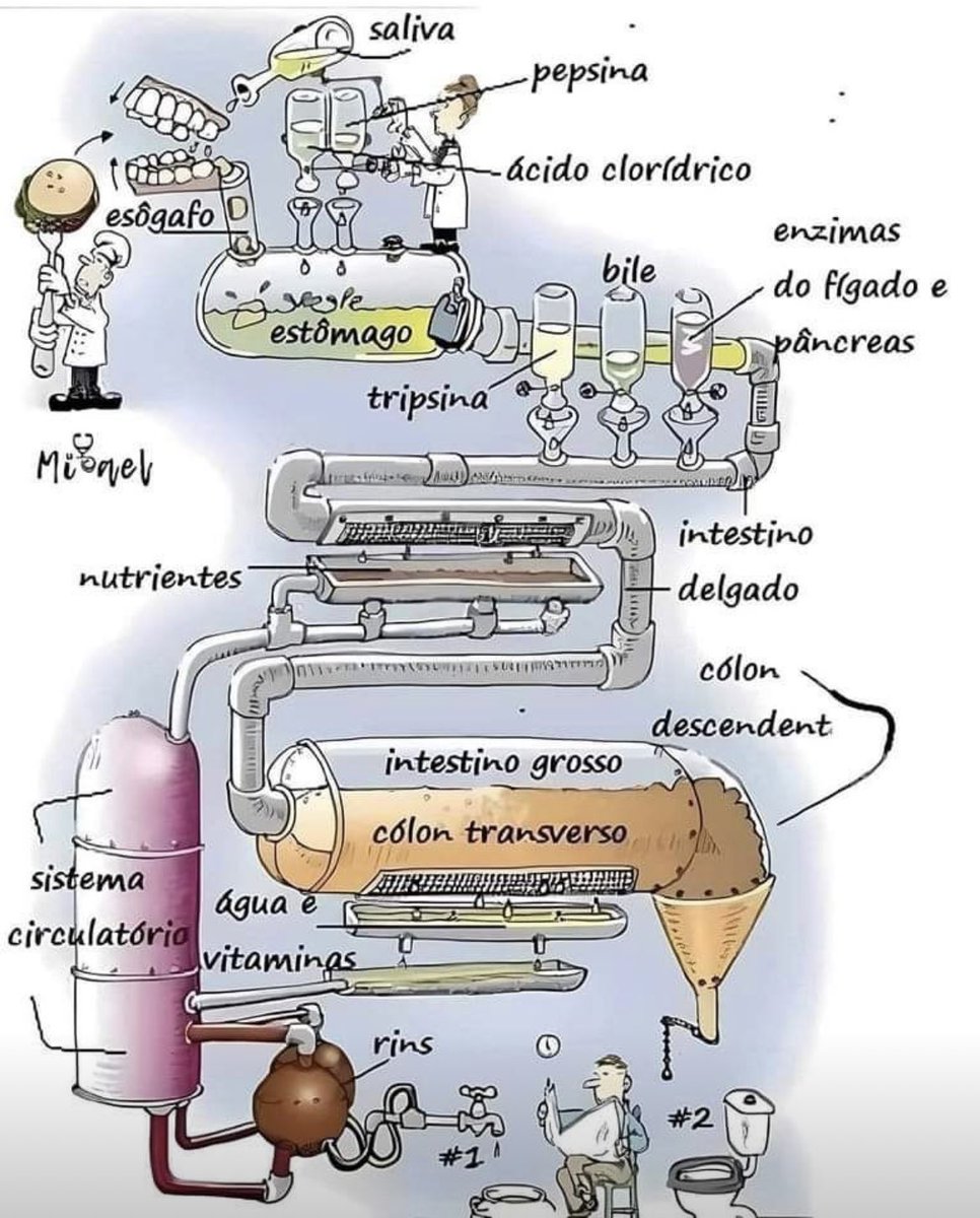 La digestión ilustrada 👇🏻