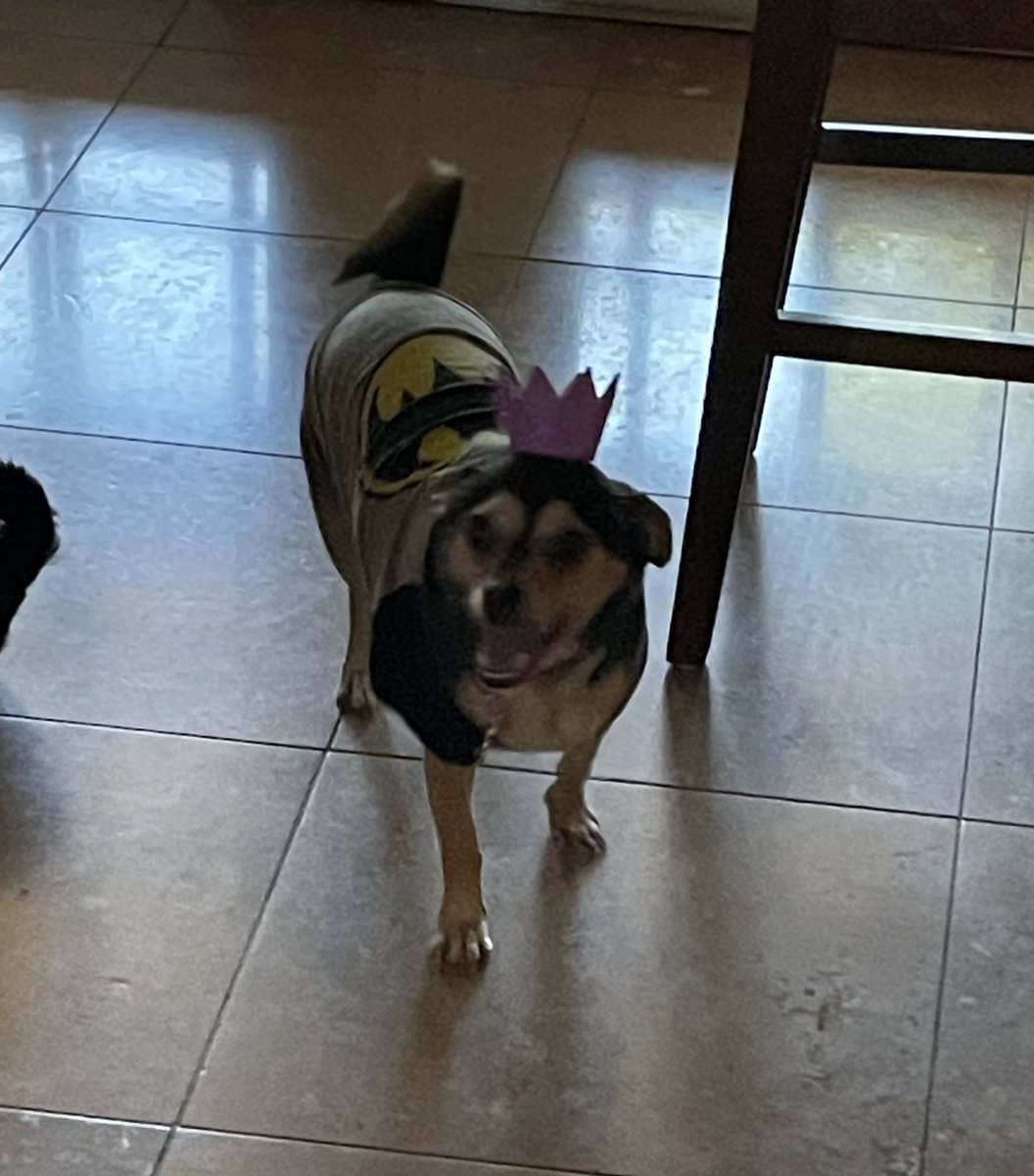 @LocalBateman Bat dog with birthday hat