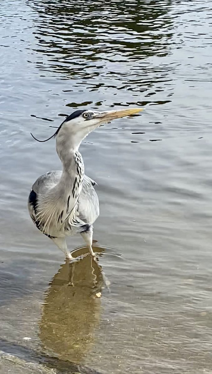 thomasvye's tweet photo. Birbs of Richmond! #BirdsOfTwitter #BirdsSeenIn2023 #birds #pigeons #canadiangeese #cormarant #heron https://t.co/mJCjBPcvIG