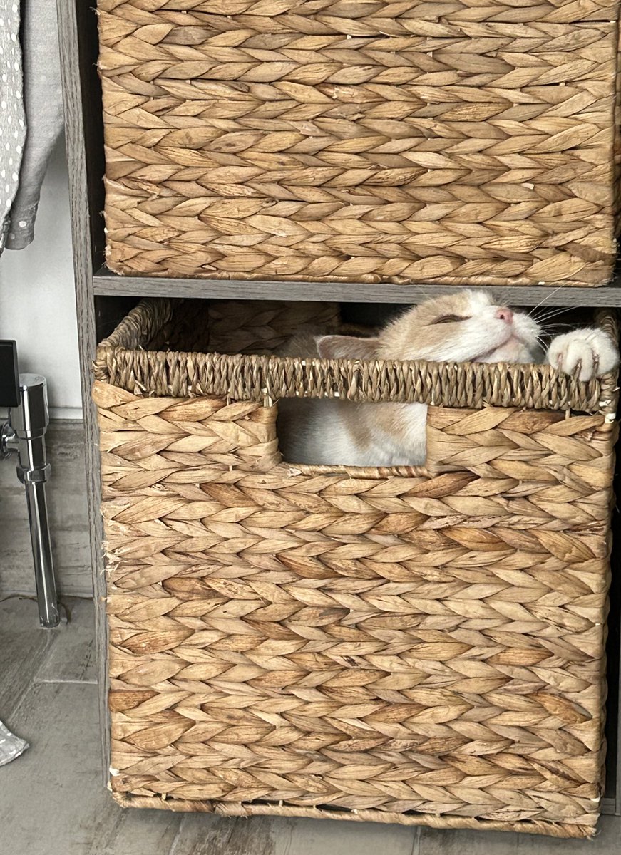 OhBookIt's tweet photo. A story in four pictures: Boo got stuck in a basket 

(Don’t ask how, the cat is a certified idiot) https://t.co/At2x9B0cF0