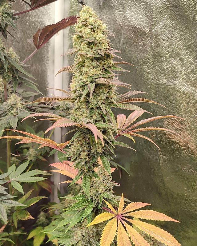 2/4: Cream Brulee has an Indica structure, reaching 100 cm. With rapid flowering, it boasts thick colas that smell like a delicious French dessert. Its resistance to mold & pests makes it an ideal choice for beginners. #GrowTips #CannabisGrowers