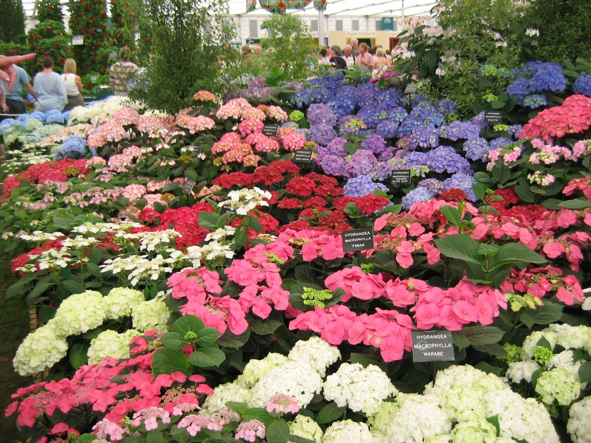 Picture of the Week: Hydrangea Flowers - Red, White or Blue? by Rosie Lerner tinyurl.com/w6hu9xh