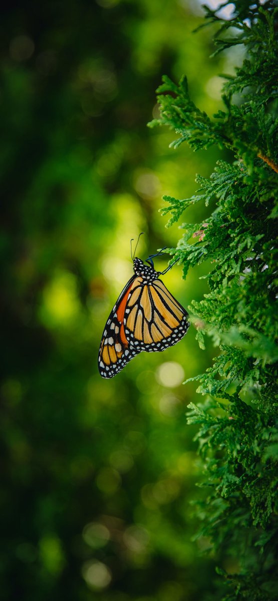 iPhone Wallpaper Butterfly - Butterfly - Download in HD ==> 3wallpapers.fr/2023/06/20/but…