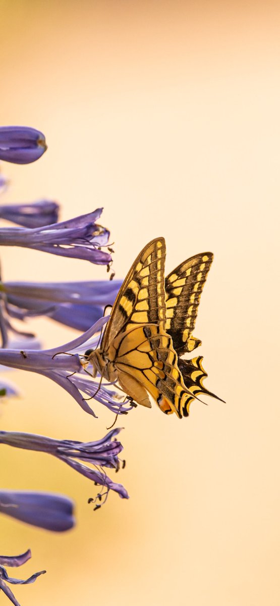 iPhone Wallpaper Butterfly - Butterfly - Download in HD ==> 3wallpapers.fr/2023/06/20/but…