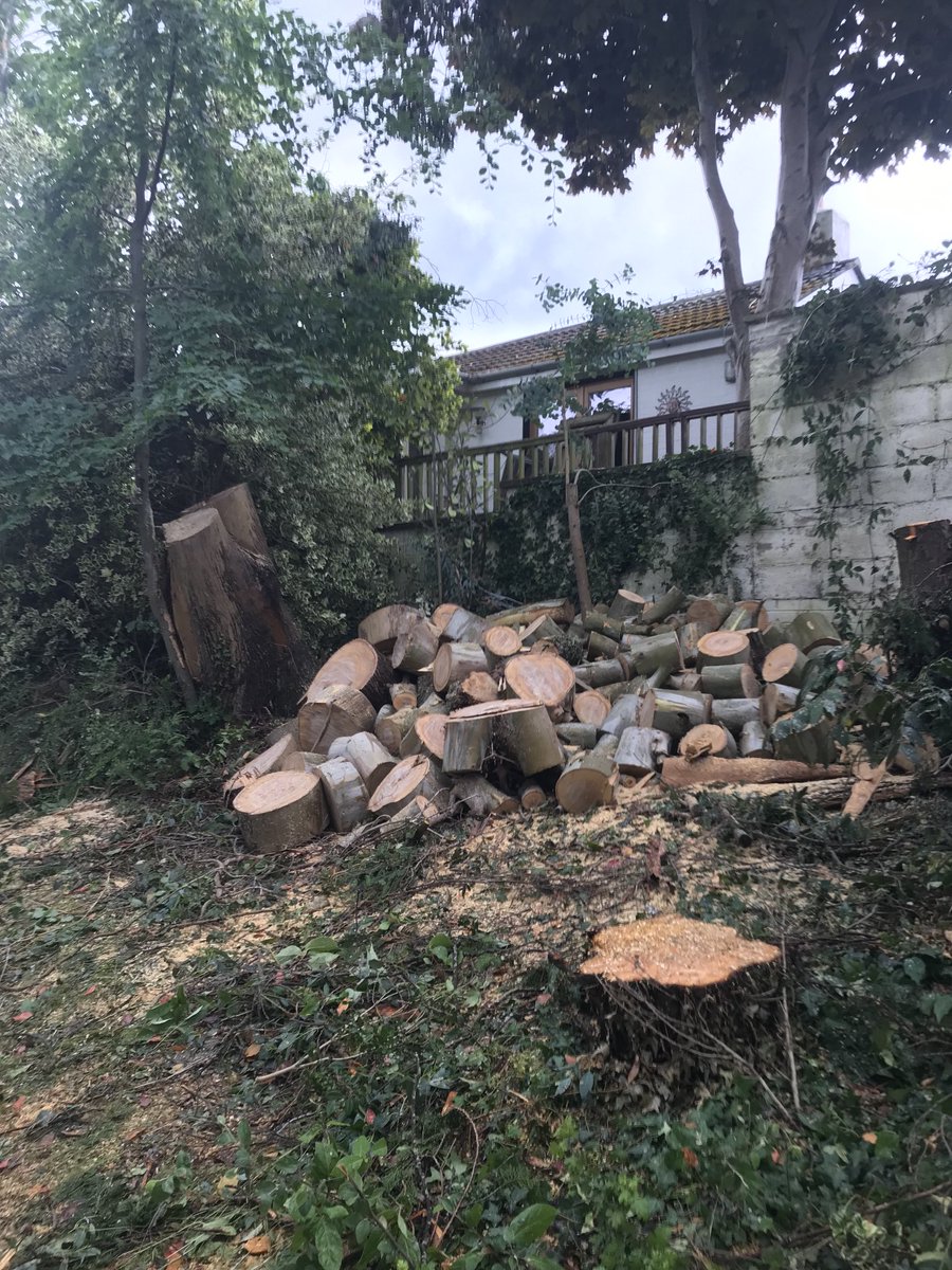 Fiona on Twitter "RT JamieRohu Tree🌲🌳 felling during the prohibited