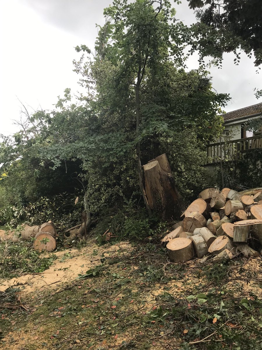 Fiona on Twitter "RT JamieRohu Tree🌲🌳 felling during the prohibited