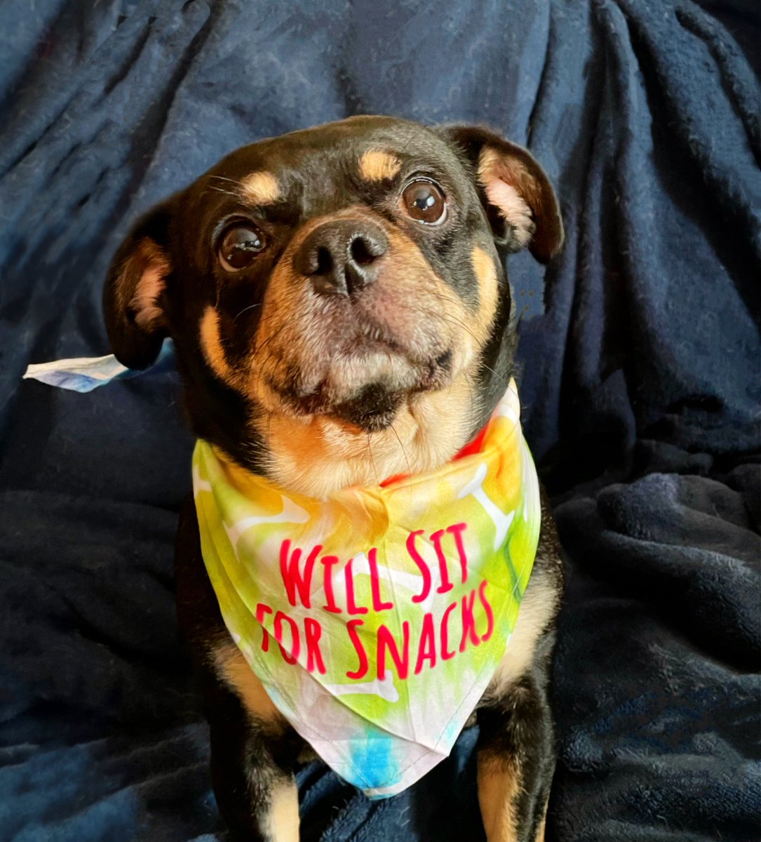 sarahanunn's tweet photo. Bremmy & his new bandana.
🥰
Never a truer bandana was made.
🤣
#DogsWearingBandanas #RescueDog #RezDog #Chug #ShmooshyFace #DogTwitter #DogsofTwitter #DogsOnTwitter https://t.co/ZOBQAYapXu