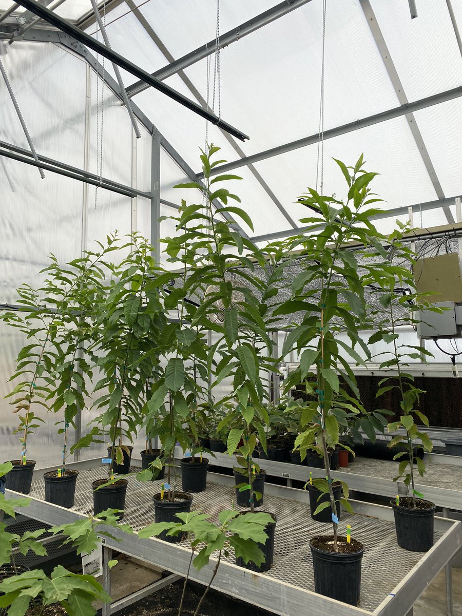 Plant Pathologist(s) (noun): a doctor who specializes in how to make plants sick! ;) Conducting #oakwilt pathogenicity trial on chestnuts.