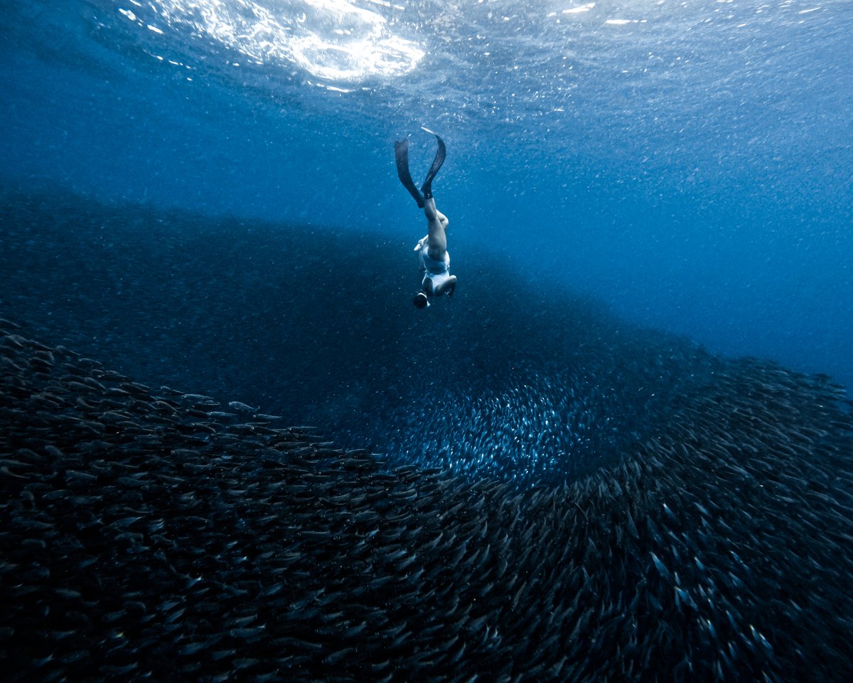 Photo of the Day: Mae Ranis found friends + a $250 GoPro Award in the Philippines 🐟 Every piece of content featured on our page is taking home money this summer—submit yours at GoPro.com/Awards. #GoPro #Diving #FreeDiving #UnderwaterPhotography #Sardines